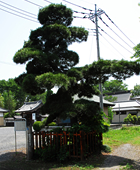Pine_tree.jpg